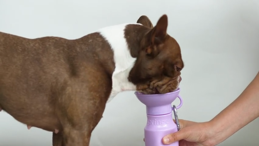 Portable Dog Travel Water Bottle (15 oz)